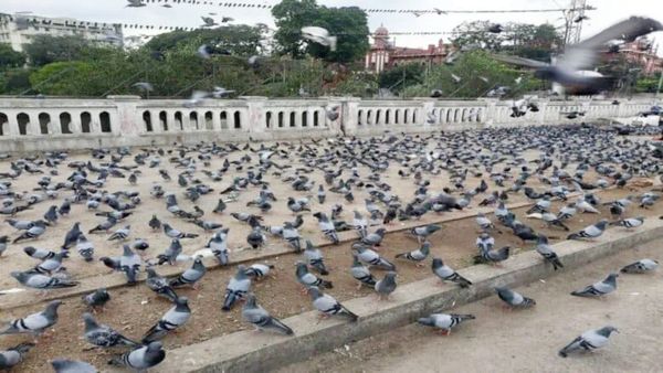 పావురాలతో జర భద్రం.. ప్రాణాంతక వ్యాధులను కొనితెచ్చుకున్నట్లే..!