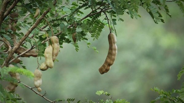 చింతపండే కదా అని తేలిగ్గా తీసి పారేశారో..!!