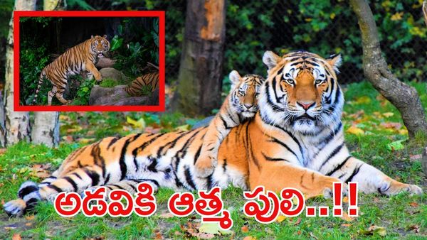 World Tigers Day:పులులు లేని అడవి..నిశ్శబ్దమైపోతుందా?అదొక పర్యావరణ విలయం!