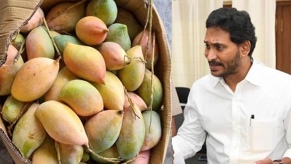 జగన్ చిత్తూరు టూర్ వేళ తోతాపురిపై ప్రభుత్వం కీలక ప్రకటన..!