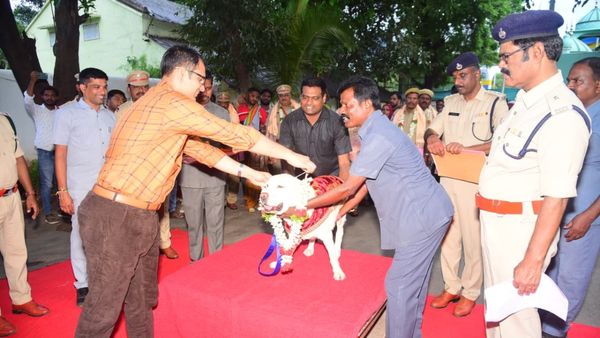 మన కన్నా ఈ కుక్క జీవితం రాయల్ గా ఉంది!