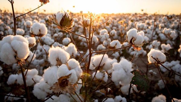 Textile Industry: టెక్స్‌టైల్ పరిశ్రమకు కేంద్రం ఊరట