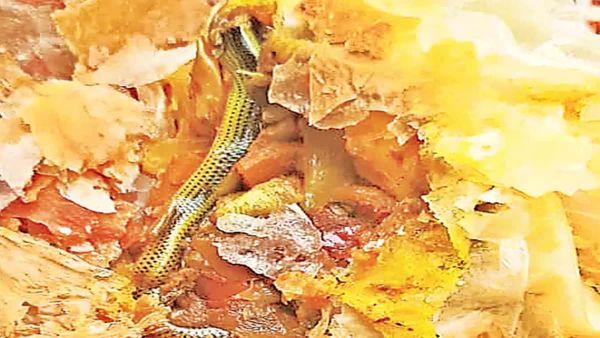 కర్రీ పఫ్ లో పాము.. ఇంకా ఎన్ని చూడాలో..!