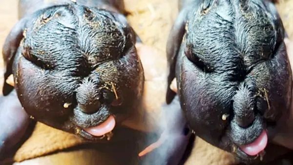 మనిషి తలతో జన్మించిన మేక.. చూసేందుకు ఎగబడ్డ జనం.. కాలజ్ఞానంలో చెప్పింది ఇదేనా..?