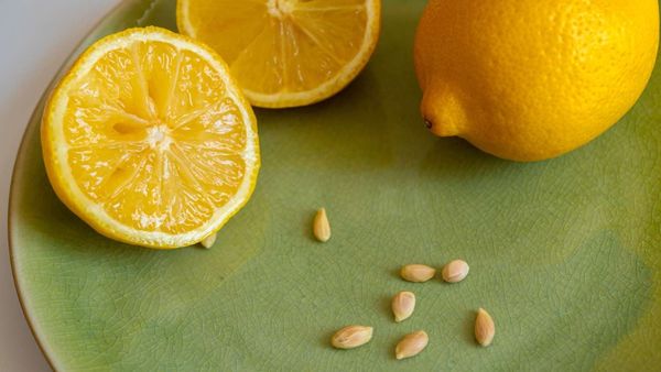 నిమ్మకాయ గింజలను తినొచ్చా... తింటే ఏమవుతుంది?