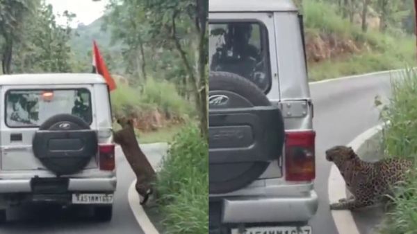బెంగళూరులో.. కెమెరా కంటికి- జీప్ పై ఎగిరి దూకిన చిరుత