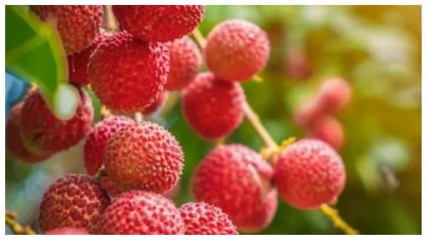 లిచీ.. ఆరోగ్యానికి `మాలచ్చి`: తిన్న కొద్దీ తిన బుద్ధవుతుందండి