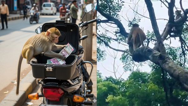 కోతి దెబ్బకు రూ. 28 వేలు గల్లంతు (వీడియో)