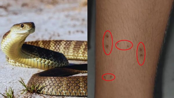 వామ్మో.. ఈ పాముది మామూలు పగ కాదు భయ్యా..!