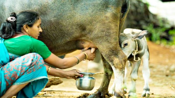 తెలంగాణలోని మహిళలకు గేదెల పంపిణీ.. ఆ రోజు నుంచే ప్రారంభం