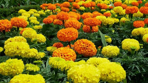 ఈ పూలతో బిజినెస్ చేస్తే లక్షల్లో లాభాలు పక్కా.. ఇదే కరెక్ట్ టైమ్ !!