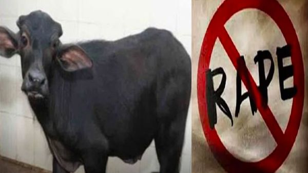 గేదె దూడపై యువకుడి అత్యాచారం.. ఇదేం సిగ్గుమాలిన పనిరా !!