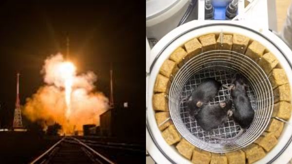 75 ఎలుకలు, 1500 ఈగలతో రష్యా సంచలన ప్రయోగం.. కారణం ఇదే..!