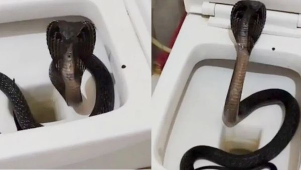 వైరల్‌ వీడియో: టాయిలెట్‌ లో బ్లాక్ కోబ్రా.. చూడకుండా కూర్చుంటే..