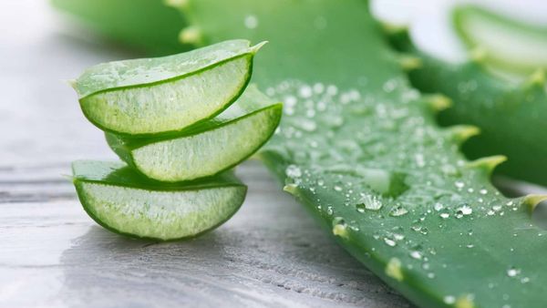 కలబంద గుజ్జుతో అందం, ఆరోగ్యం..బీపీ, షుగర్ తో పాటు బరువుకు చెక్!