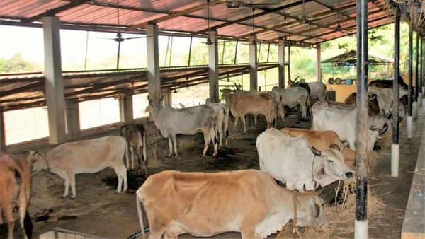 ఏపీలో పశువులకు హాస్టల్స్.. మూగజీవాల సంరక్షణ వదిలిపెట్టని చంద్రబాబు!