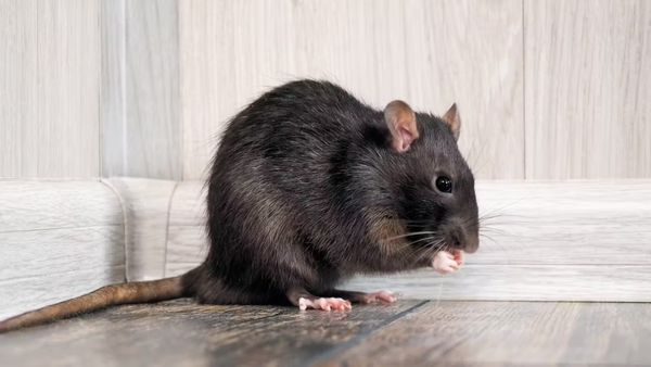 కలలో ఎలుకలు వస్తే ఏం జరుగుతుంది?