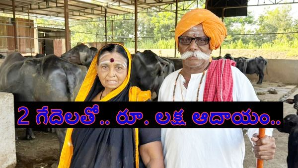 రోజుకు రూ. లక్ష ఆదాయం.. పాల వ్యాపారంలో దూసుకెళ్తున్న వృద్ధ దంపతులు