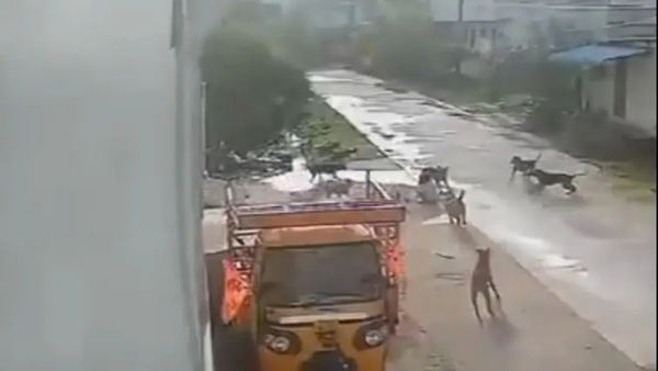 వైరల్ వీడియో: వీధి కుక్కలు హల్ చల్.. ఓ చిన్నారి మృతి.. మరొకరి పరిస్థితి..