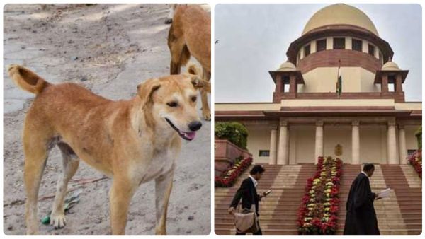 దేశం పరుపుపోతోంది..! వీధి కుక్కల విషయంలో రాష్ట్రాలపై సుప్రీం ఫైర్..!