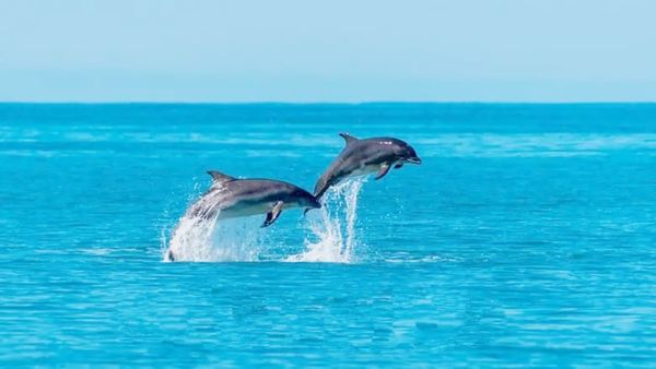 'డాల్ఫిన్' సఫారీకి వెళ్దామా..? ఇండియాలో బెస్ట్ స్పాట్స్ ఇవే..
