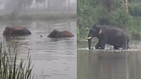 వీడియో వైరల్: రెండు అడవి ఏనుగులు ఈ చెరువులో ఏం చేశాయంటే..!!