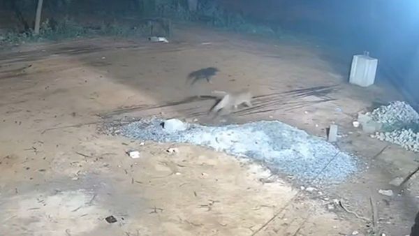 తిరుపతి SV Campus లో.. సీసీటీవీ ఫుటేజీలో..(వీడియో)