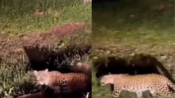 Viral Video:గుంతలో మాటేసిన చిరుత..ఎవరికోసమంటే..?