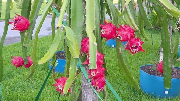 ఈ ఒక్క ఫ్రూట్‌తో ఆరోగ్య సమస్యలన్నీ మటాష్