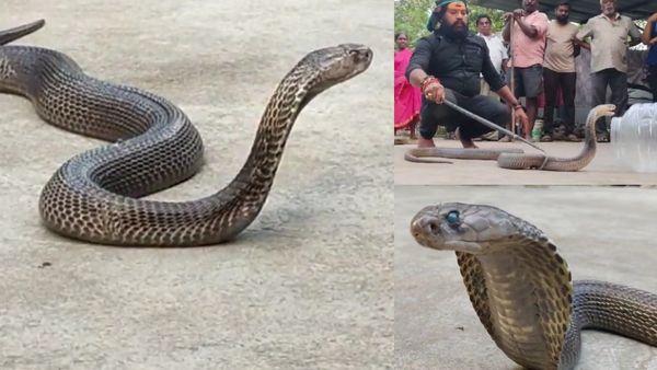 ఇది మామూలు నల్లతాచు కాదు బాబోయ్.. అంతకుమించి.. వీడియో చూసే దమ్ముందా..?