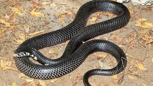 పాములు చలికాలంలో ఎక్కడికి పోతాయి? చలిని జయించే సైన్స్ రహస్యం!