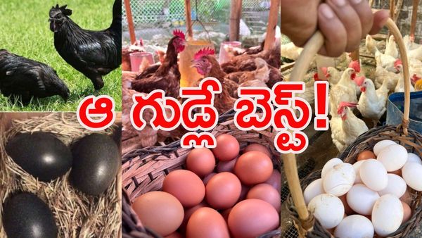 తెల్ల గుడ్డా.. నల్ల గుడ్డా.. ఏది బెస్ట్?