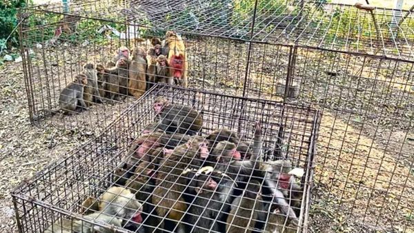 కొత్త సర్పంచ్ లకు మొదలైన కిష్కిందకాండ.. ఇక వాటి వెంటపడుడే!