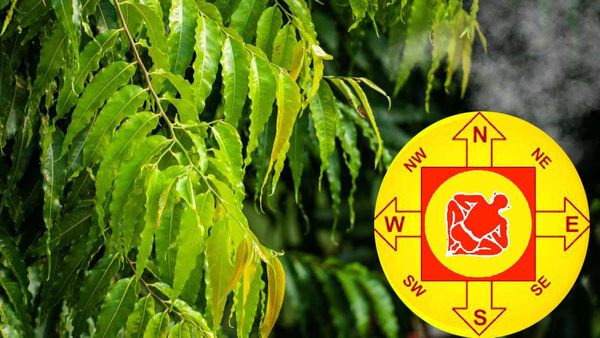 వాస్తు దోషాలు పోవాలంటే ఈ ఆకులు ఇంట్లో ఉంచండి.. చిన్న పని