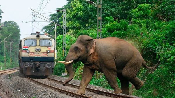 `రాజధాని` ఢీ కొని 8 ఏనుగులు మృత్యువాత: పట్టాలు తప్పిన బోగీలు