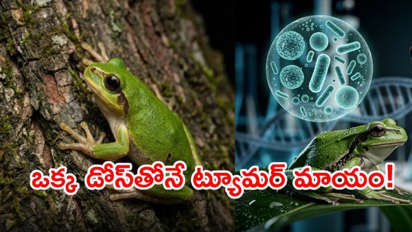 క్యాన్సర్ రోగులకు గుడ్ న్యూస్.. కప్ప కడుపులో అద్భుత ఔషధం!