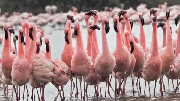 'ఫ్లెమింగో' పక్షుల అందాలు చూసొద్దామా..? హైదరాబాద్ నుంచి ఎలా వెళ్లాలి..?