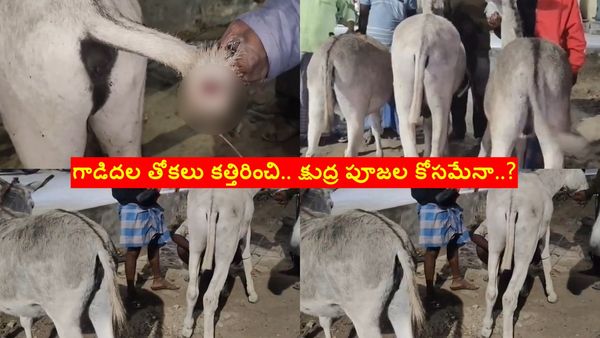 ఛీ..ఛీ.. ఏం చిల్లరగాళ్లు రా..? గాడిదల తోకలు కత్తిరించి ఎత్తుకెళ్లి.. క్షుద్ర పూజలు..!