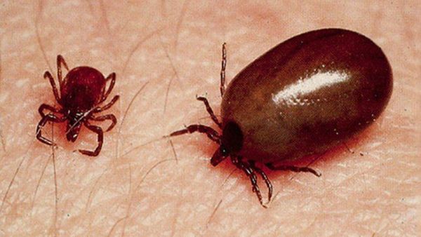 ఏపీలో విజృంభిస్తున్న 