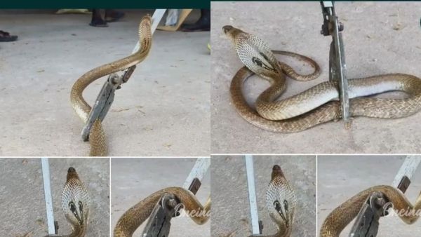 వైరల్ వీడియో: కొత్త ఇంట్లో ప్రత్యక్షమైన నాగు పాము..