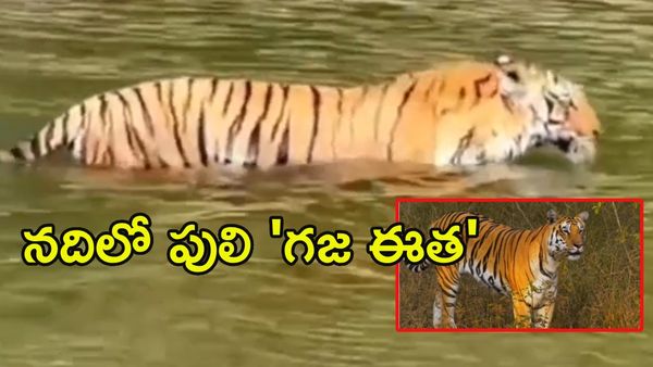 ఏపీ టూ తెలంగాణ.. శ్రీశైలం బ్యాక్ వాటర్‌లో పెద్దపులి గజ ఈత! (వీడియో)