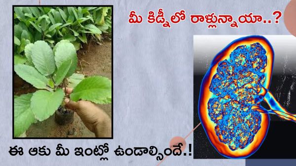 కిడ్నీలో స్టోన్స్. రణపాల ఆకు తినాల్సిందే.