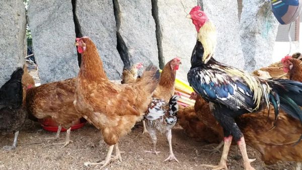 సంక్రాంతికి షాక్.. నాటుకోడి ధర తెలిస్తే నోరెళ్ళబెడతారు!