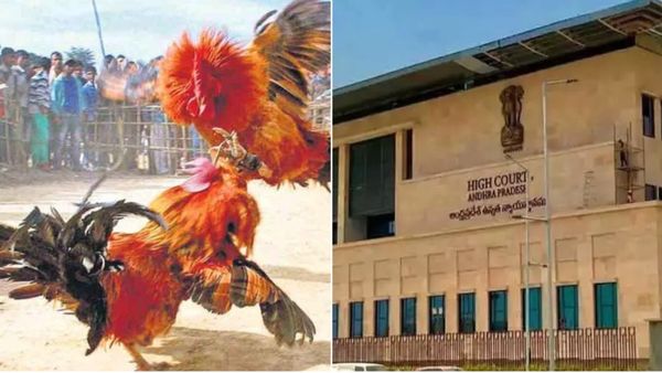 కోడి పందాలపై ఏపీ హైకోర్టు బిగ్ షాక్- బరుల వద్ద 144 సెక్షన్