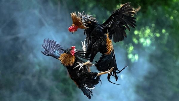 కోడిని నమ్ముకుని కోటీశ్వరుడైన రాజమండ్రి వాసి.. లక్కంటే ఇతనిదే!