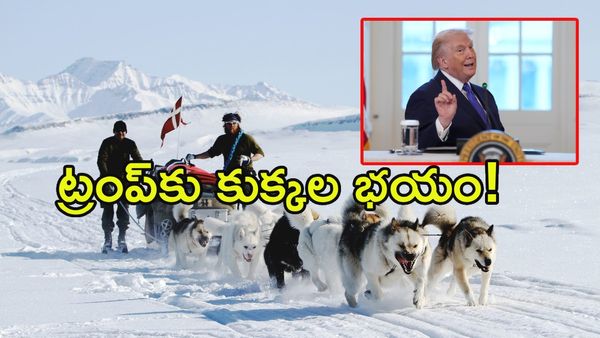 గ్రీన్‌లాండ్ 'ఘోస్ట్ డాగ్స్': ట్రంప్‌ను వణికిస్తున్న కుక్కల సైన్యం!