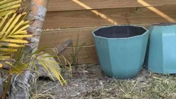 ఈ ఫోటోలో ఉన్న జంతువుని 15 సెకండ్లలో కనిపెట్టగలరా..?