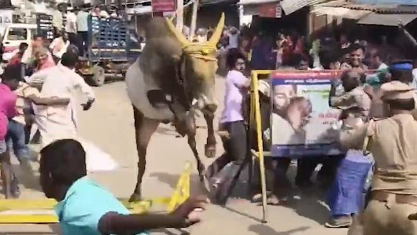 నడి బజారులో జనంపై ఎగిరి దూకిన పొట్లగిత్త- పరుగో పరుగు