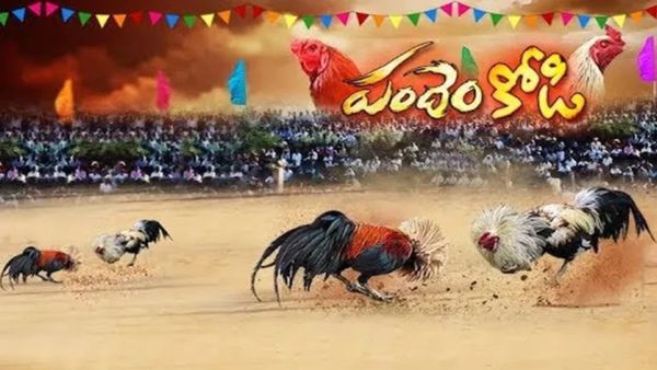 ఏపీ సంక్రాంతి సంబరాలు: కోడిపందాలకు హైటెక్ బరులు, ఆహ్వాన పత్రికలు!