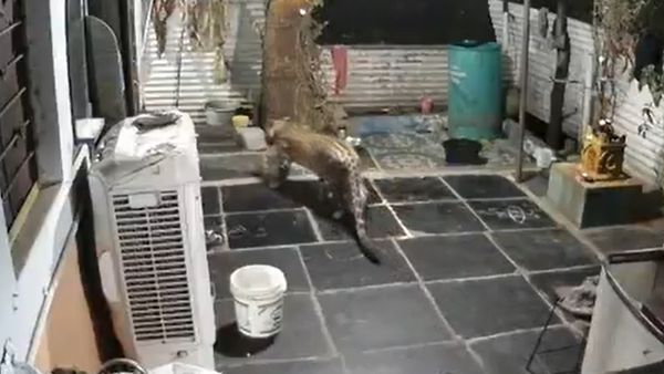 వామ్మో.. శ్రీశైలంలో గప్ చుప్ గా ఇంట్లో దూరిన చిరుత: CCTV ఫుటేజీలో..!!